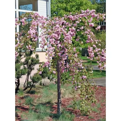 7 -Gallon Fruit Honey Crisp Apple Tree In pot (with soil)