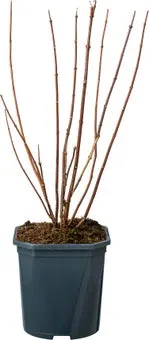 Boerenjasmijn (Philadelphus 'Snowbelle') D 17 H 45 cm