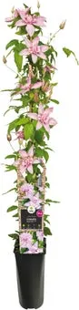 Bosrank (Clematis 'Multi Pink') D 17 H 75 cm