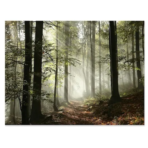 Light in Dense Fall Forest with Fog - Landscape Art Print Canvas - 32x16