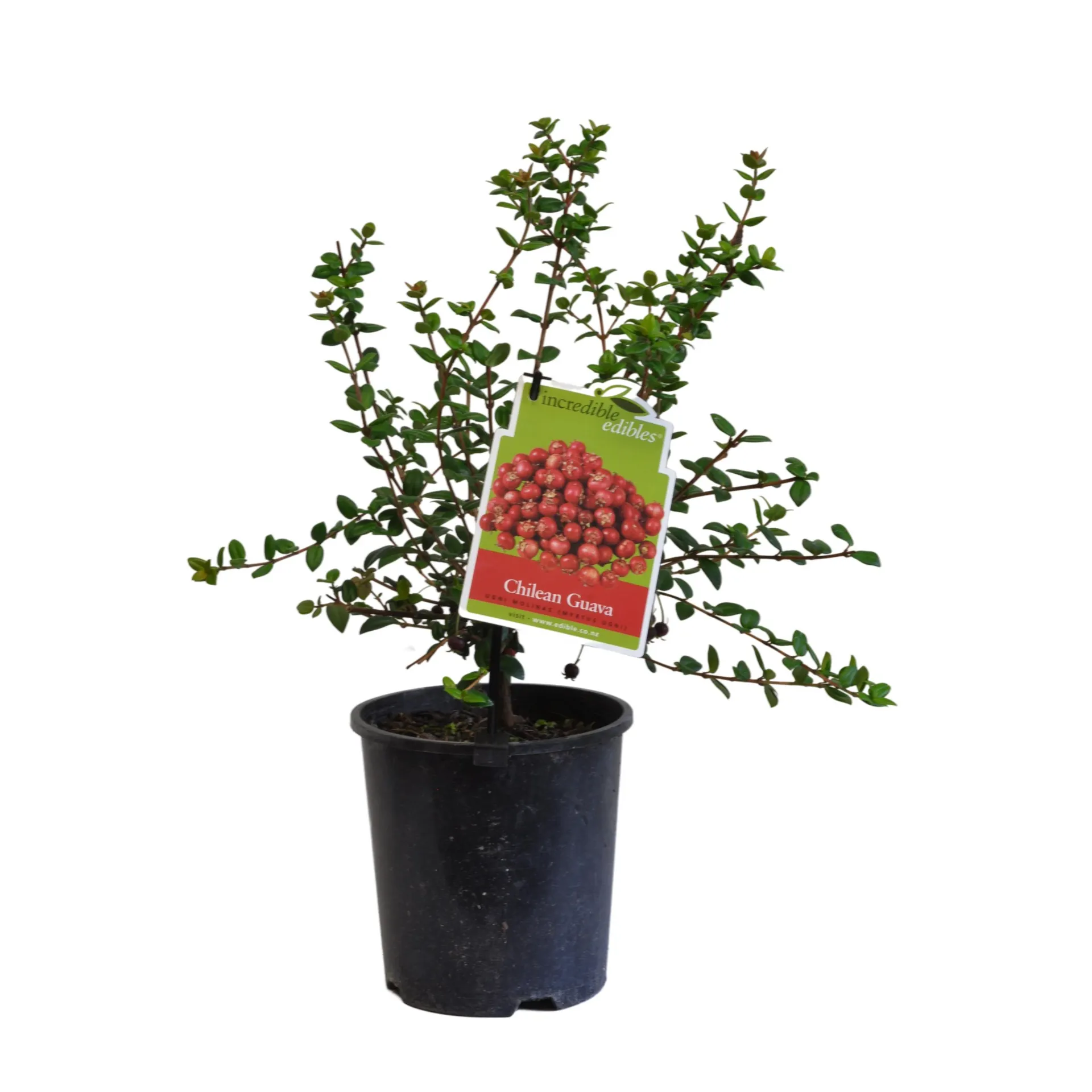 Chilean Guava - 1.9L