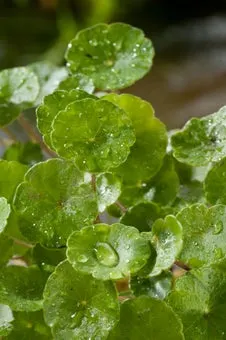 Waternavel (Hydrocotyle vulgaris) D 9 H 20 cm