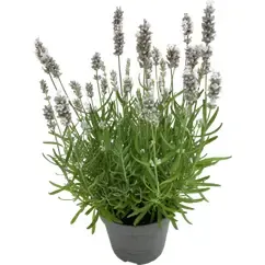 Lavandula Ang Hidcote Wit 13cm