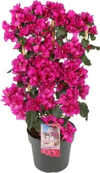 Bougainvillea (Bougainvillea 'Sanderiana Renate') D 21 H 70 cm