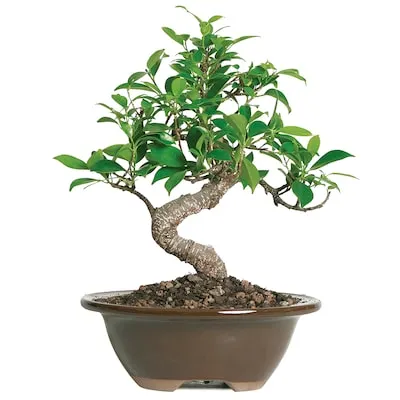 Brussel's Bonsai 6.0 -in Feature