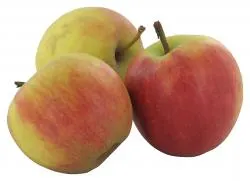Apfel Elstar