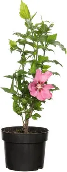 Chinese Roos (Hibiscus syriacus 'Woodbridge') D 17 H 40 cm