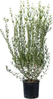 Steenlinde (Phillyrea angustifolia) D 20 H 60 cm