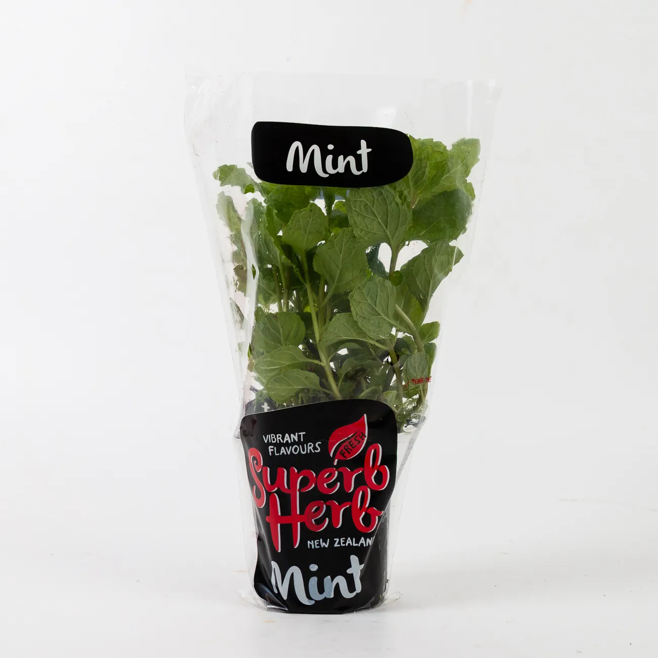 mint plant small