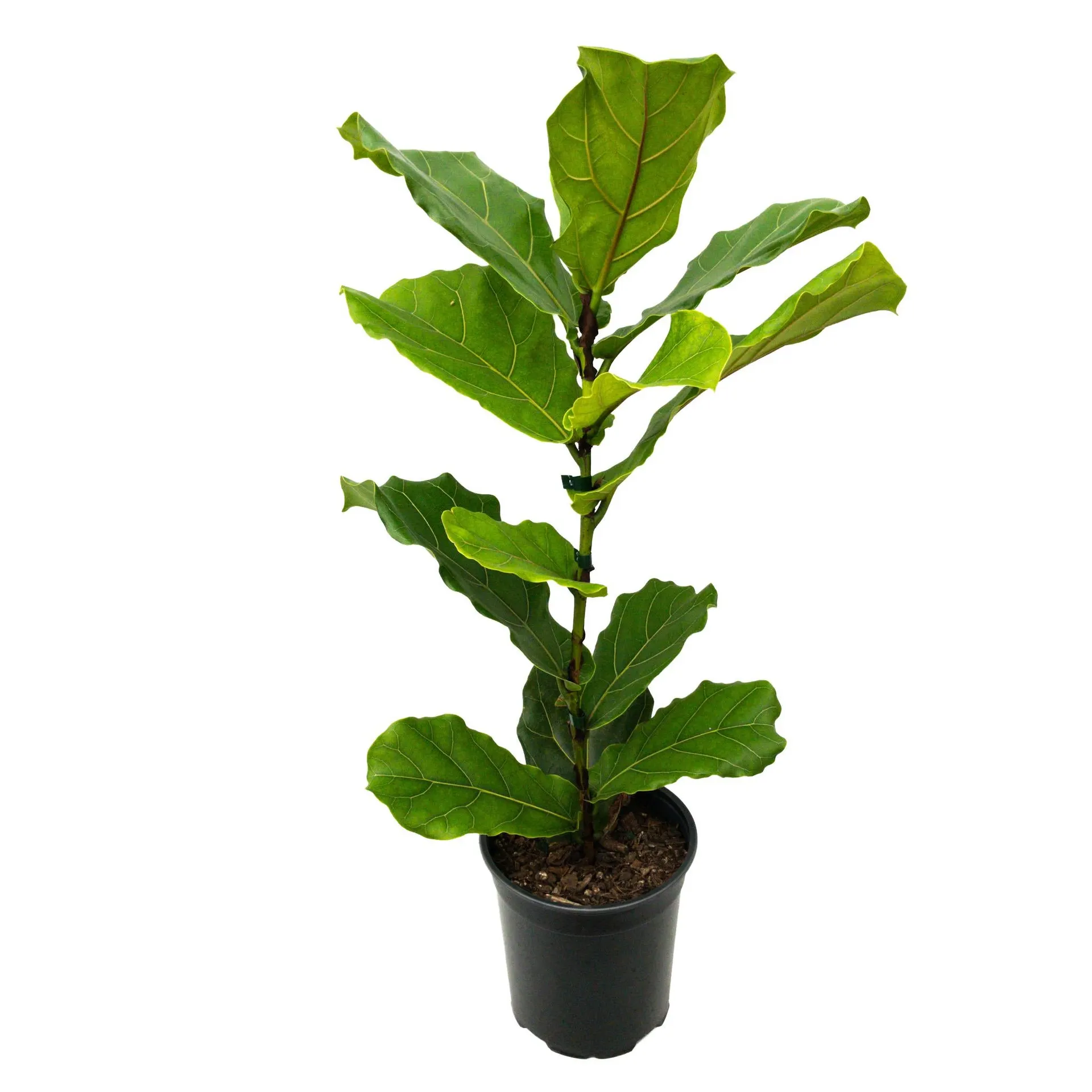 Ficus lyrata (Fiddle Leaf Fig) - 3.25L