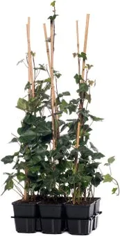 Klimop (Hedera hibernica) D 9 H 65 cm