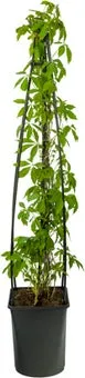Wilde wingerd (Parthenocissus quinquefolia) D 16 H 75 cm