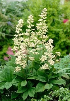 Schout-bij-nacht (Rodgersia pinnata) D 11 H 100 cm
