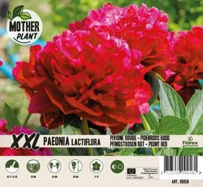 Florex Moederplant Pioenroos (Paeonia) rood