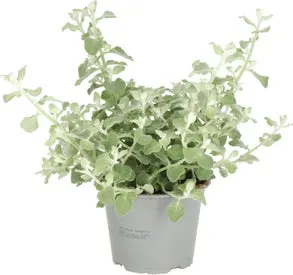 Kooigoed (Helichrysum petiolare 'Blue Green Leaved') D 13 H 20 cm