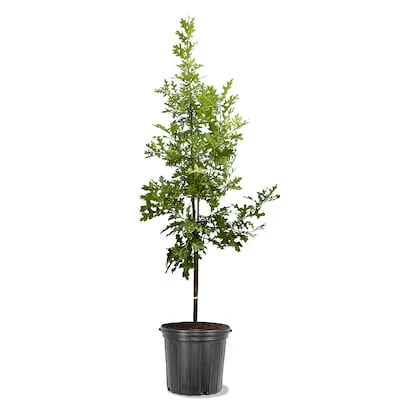 5 -Gallon Flowering Appalachian Redbud Pot