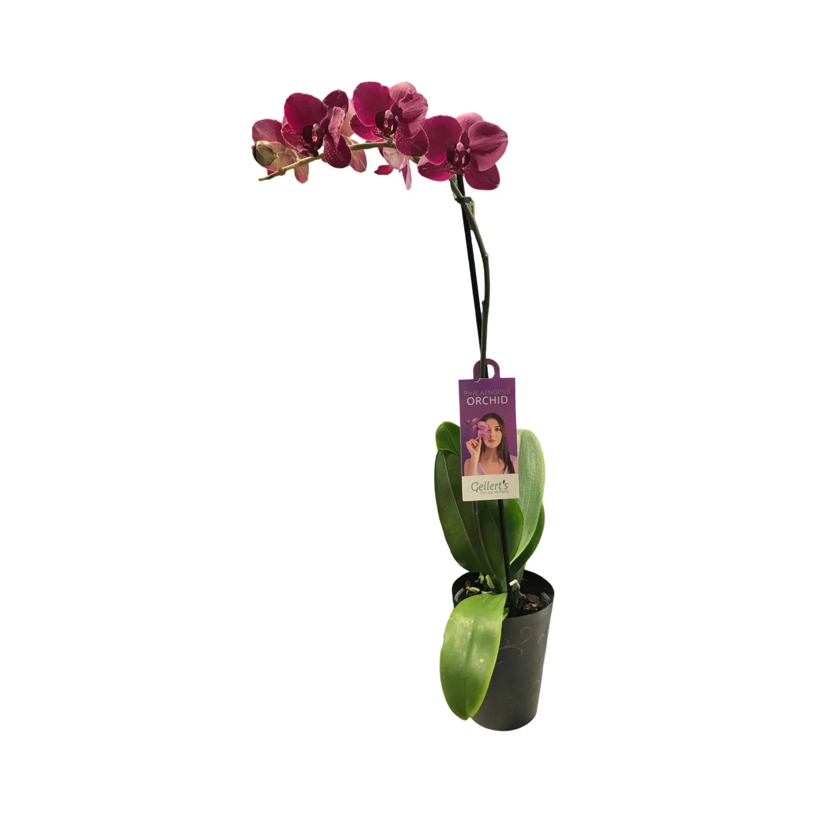 Phalaenopsis (Moth Orchid) Asstd Colour Single - 120mm