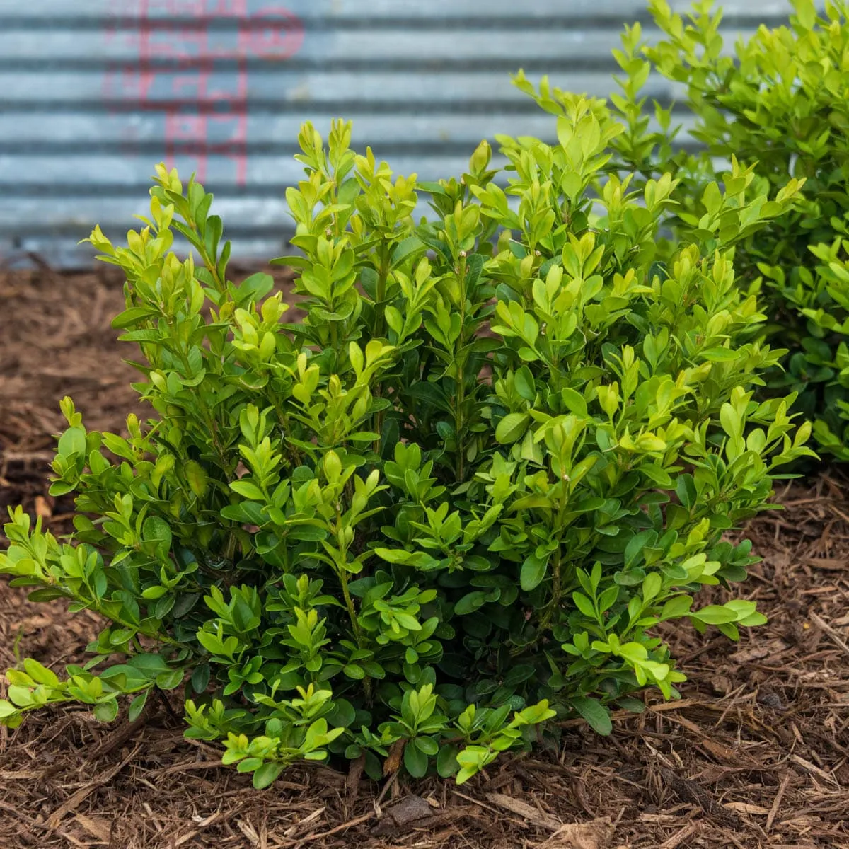 Spring Hill Nurseries 3 -Gallon Flowering Shrub 1 -Pack