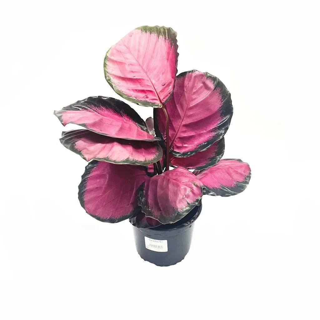 Calathea roseoptica 'Rosey' - 14cm