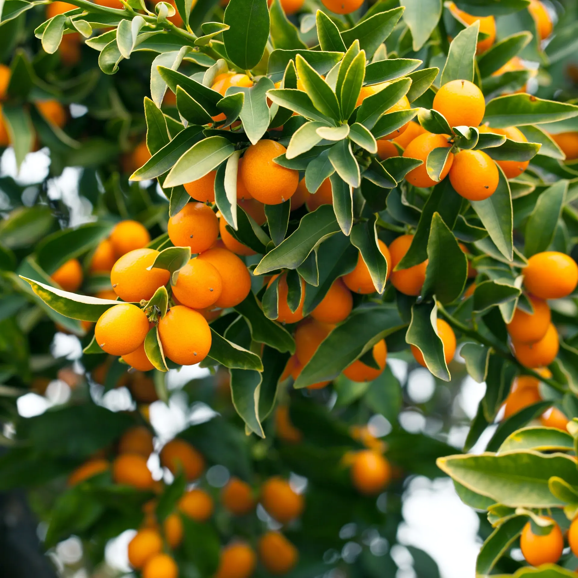 Kumquat Meiwa - 3L Trifoliata