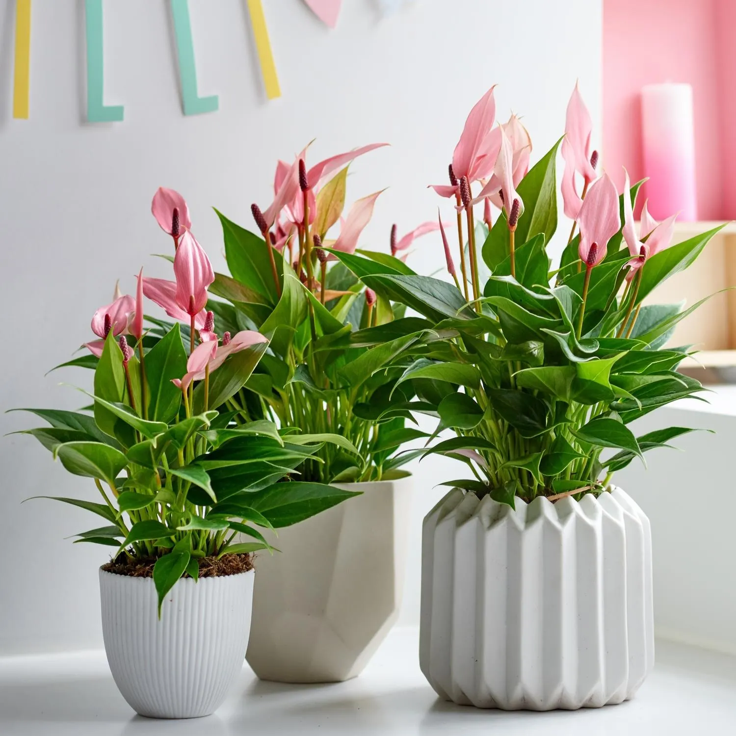 Anthurium Lilli 12cm