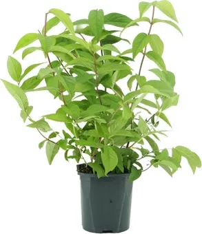Bruidsbloem (Deutzia hybrida 'Strawberry Fields') D 17 H 40 cm