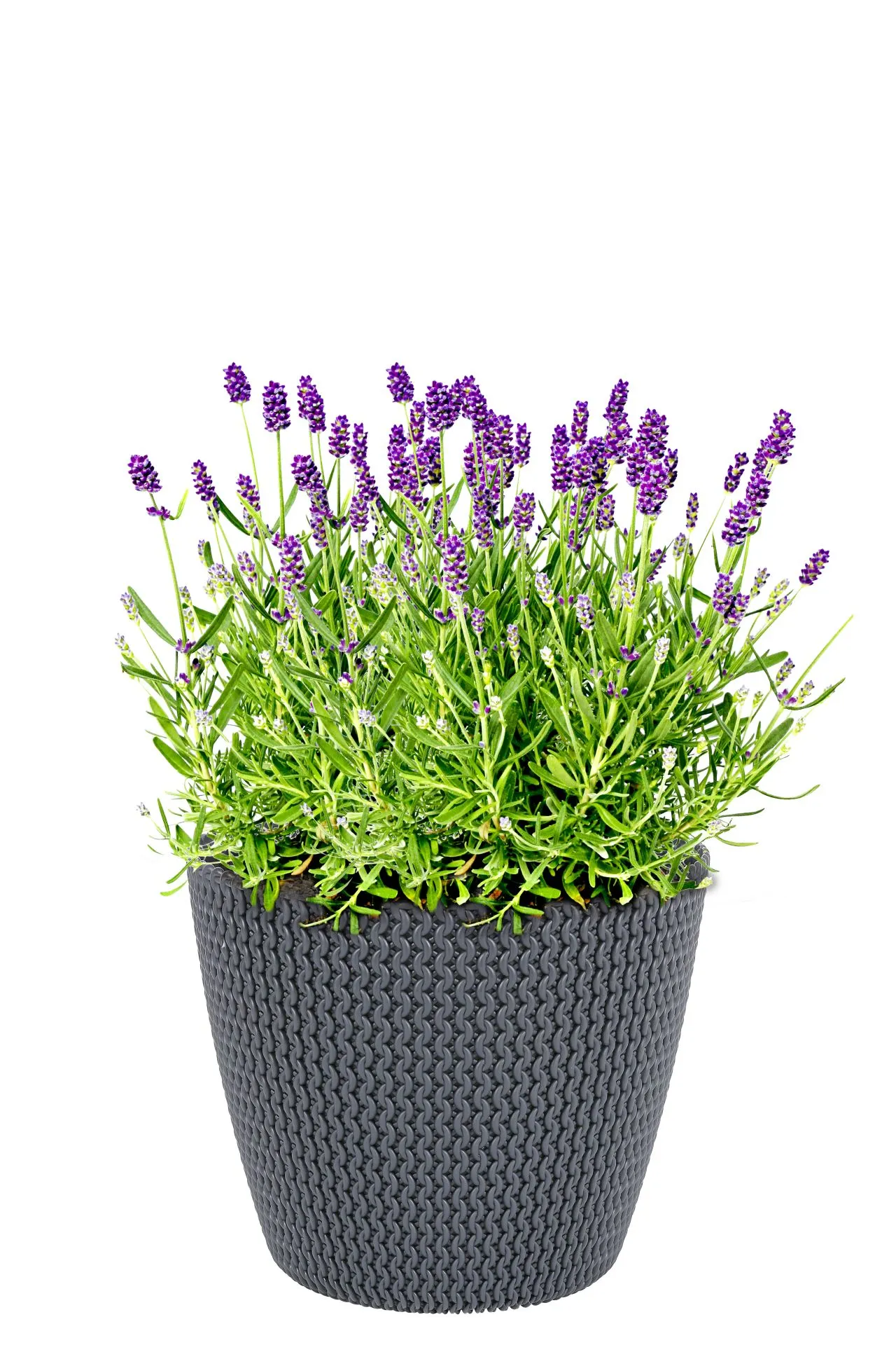 Lavendel