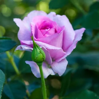 Pink Apricot Drift Rose 1 -Gallon Pot