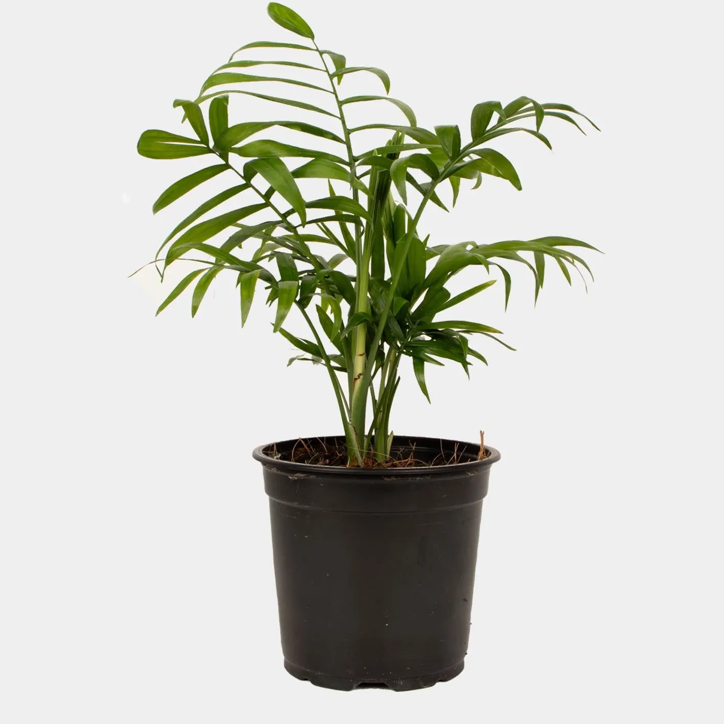 Chamaedorea elegans (Parlour Palm) - 120mm