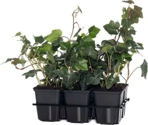 Klimop (Hedera hibernica) sixpack D 9 H 10 cm