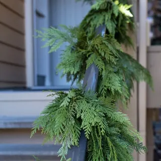 15' Fresh Western Red Cedar Garland