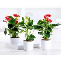 Flamingoblume "Anthurie"