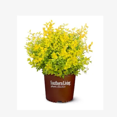 Sky Pencil Holly Foundation/Hedge Shrub in 2.5 -Quart Pot 1 -Pack