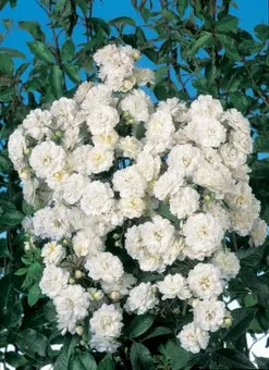 Klimroos (Rosa 'Guirlande D'Amour') D 23 H 70 cm