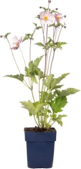 Herfstanemoon (Anemone tomentosa 'Robustissima') D 11 H 10 cm