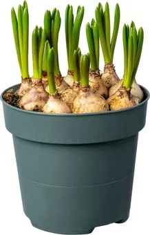 Biologische Wit druifje (Muscari 'Casablanca') D 12 H 30