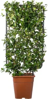 Toscaanse jasmijn (Trachelospermum jasminoides)D 30 H 100 cm