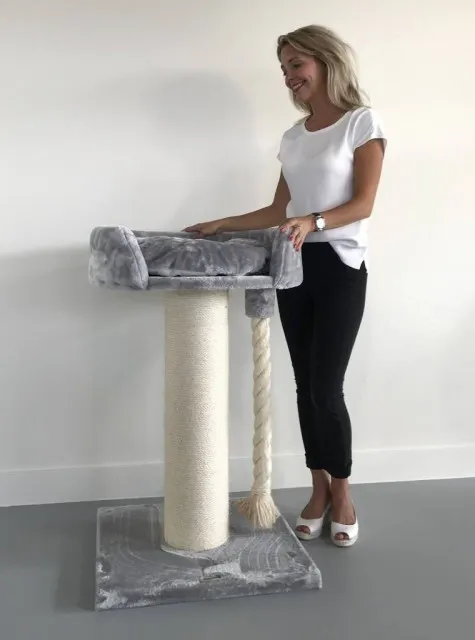 Chartreux Light Grey