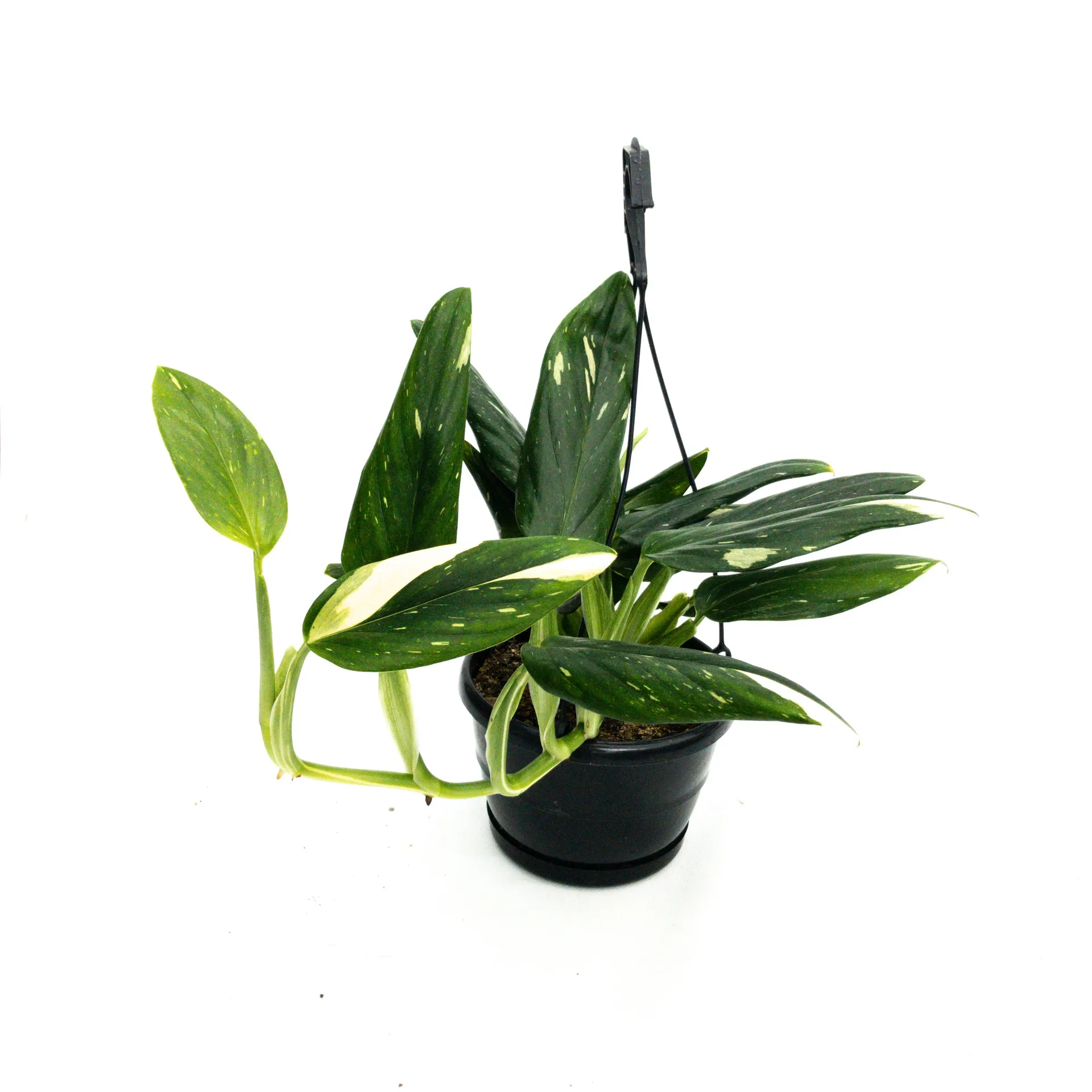 Monstera standleyana 'Variegata' - Basket