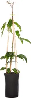 Groenblijvende Bosrank (Clematis armandii 'Apple Blossom') D 16 H 75 cm