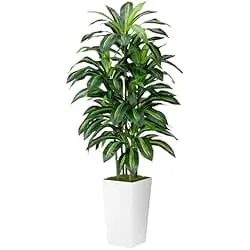Artificial Dracaena Plant Indoor 5FT - Fake Tree with White Tall Planter - Faux Yucca Tall Fake Floor Plant in Pot - Artificial Trees for Home Office Living Room Decor Indoor