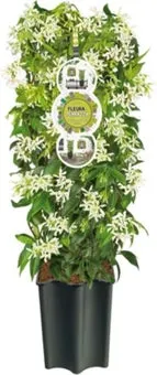 Toscaanse Jasmijn (Trachelospermum jasminoides) D 19 H 75 cm