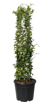 Toscaanse Jasmijn (Trachelospermum jasminoides) D 38 H 120 cm
