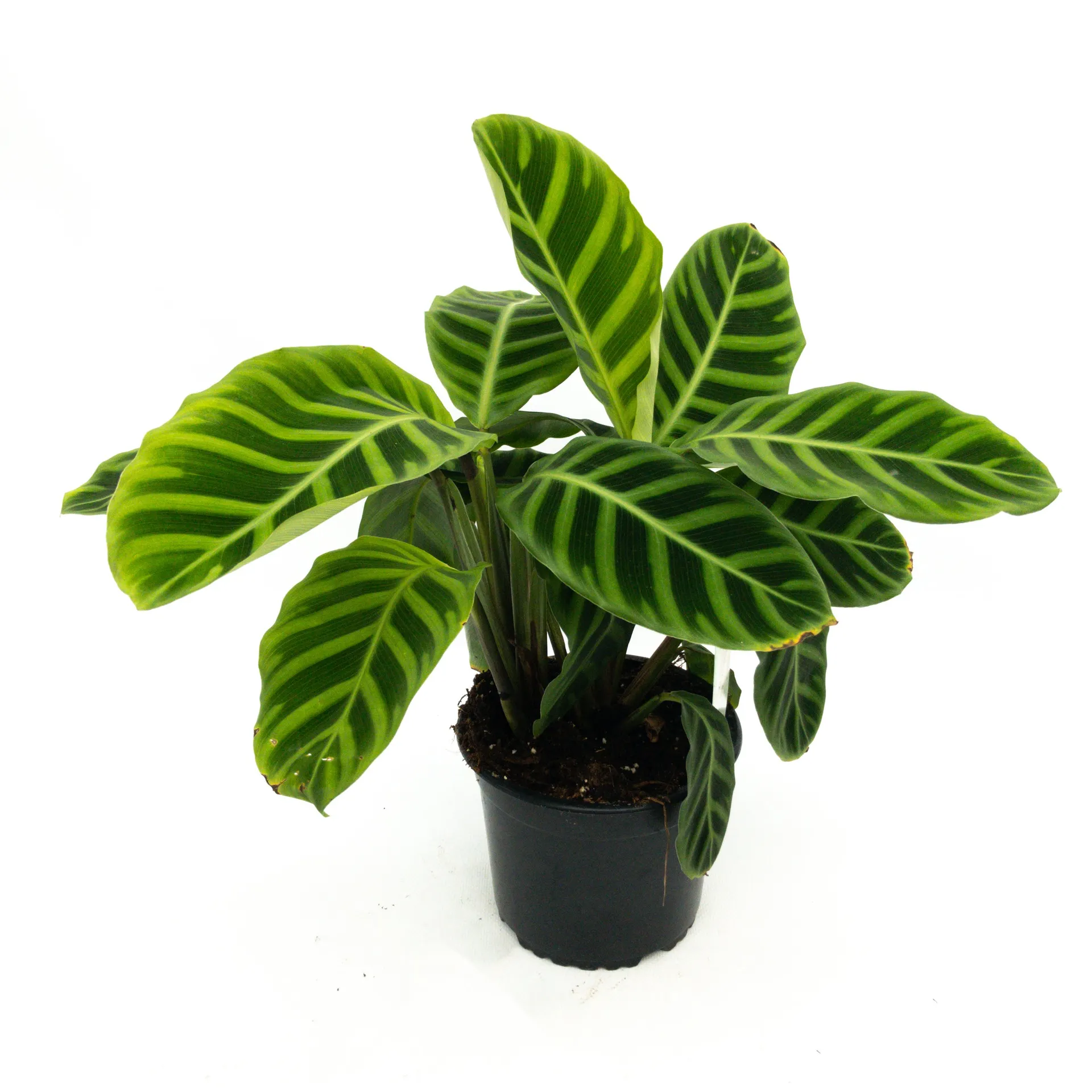 Calathea zebrina (Zebra Plant) - 14cm