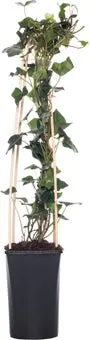 Klimop (Hedera hibernica) D 16 H 75 cm