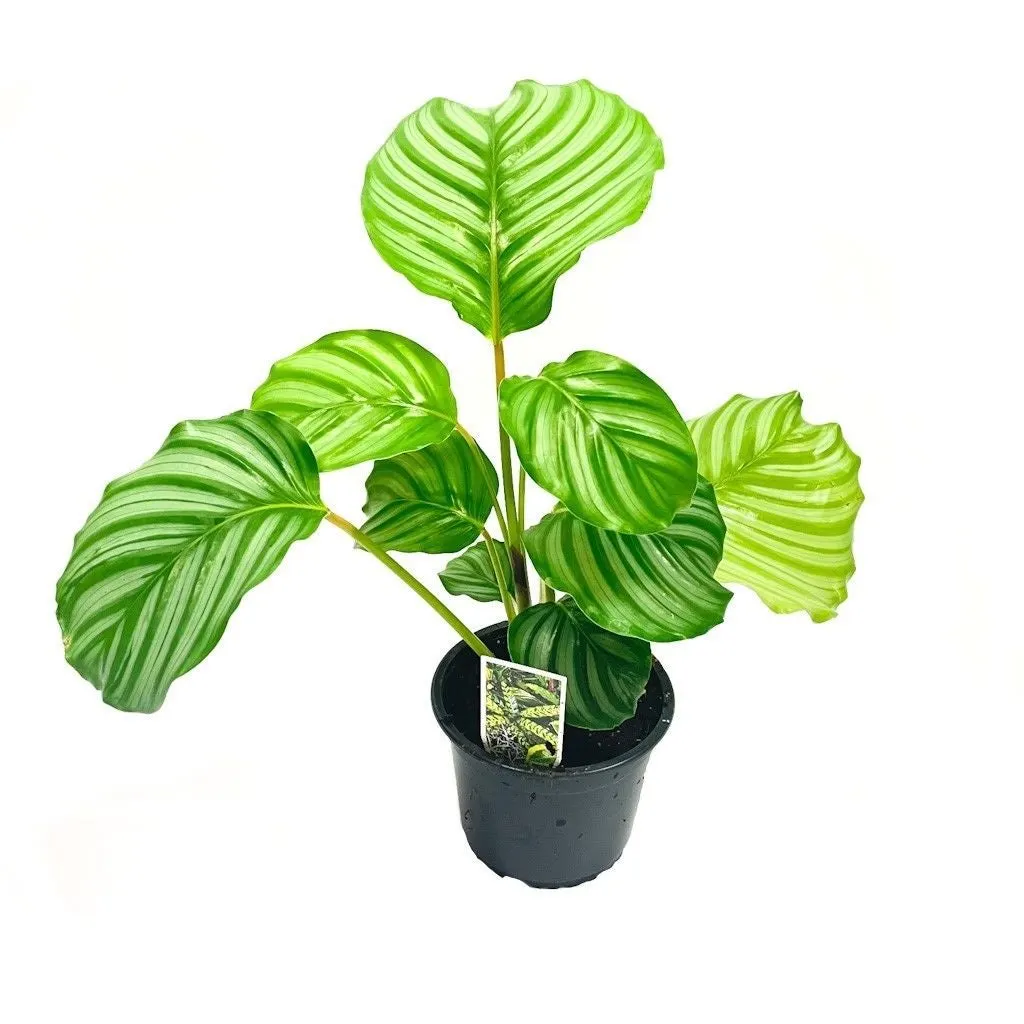 Calathea orbifolia - 14cm