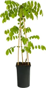 Blauwe regen (Wisteria sinensis 'Prolific') D 16 H 75 cm