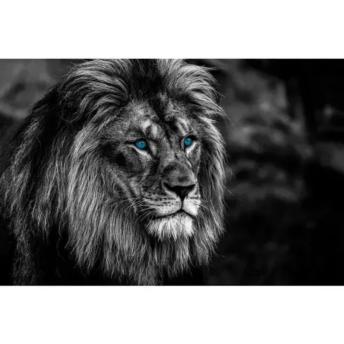 Keilrahmenbild LÖWE - 118x78 cm