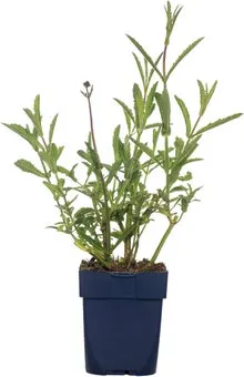 IJzerhard (Verbena bonariensis) D 11 H 125 cm