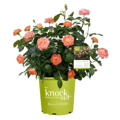 Pink Rose Eau De Parfum Bling 1.73 -Gallon 1 -Pack in Pot